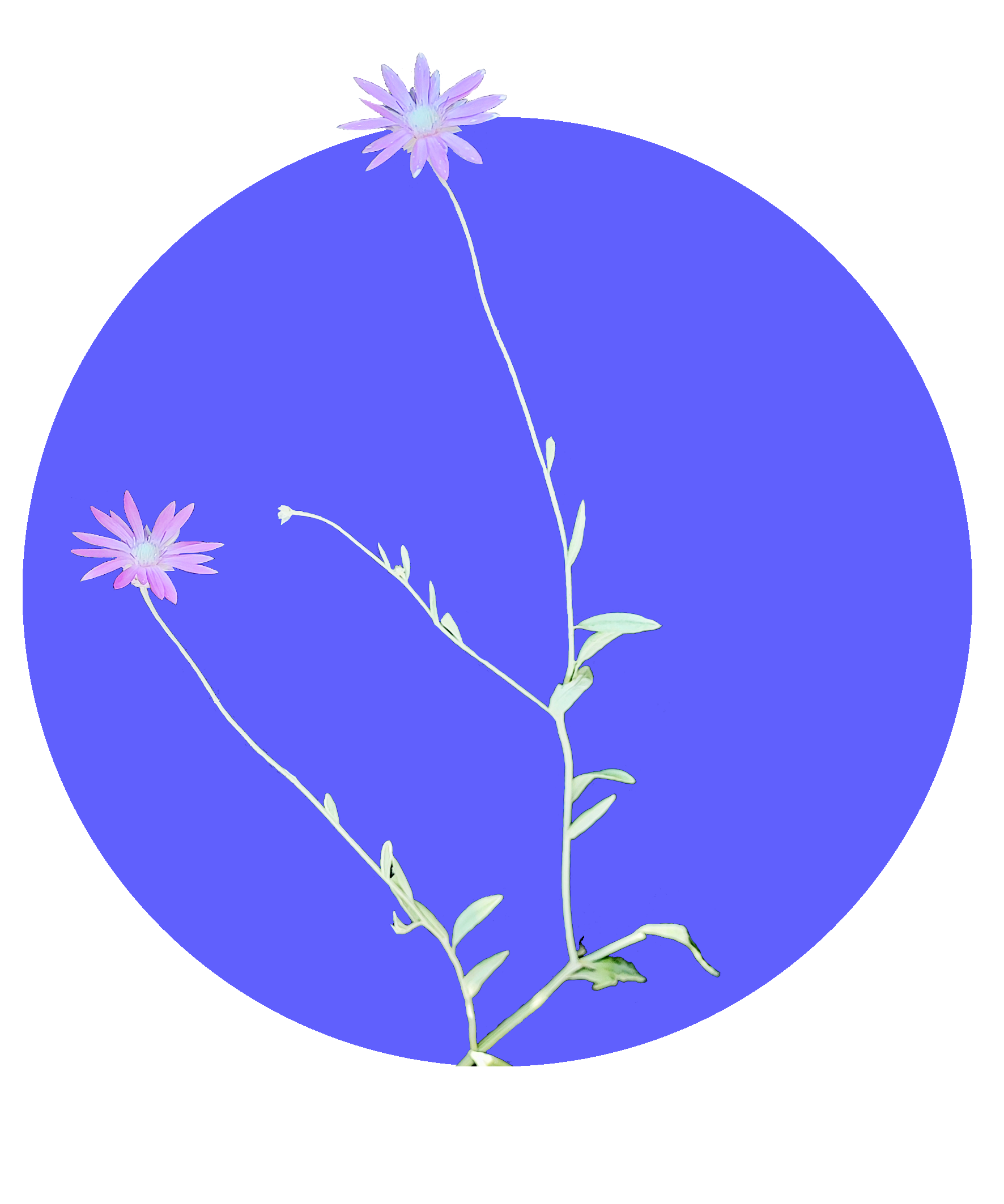 عروس صحرایی در دیاکوی ایلام